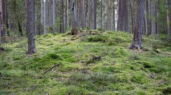 dicht bemooster Waldboden am Schneiderwoog