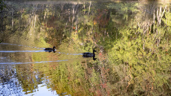 Enten auf dem Moosbachtaler Weier