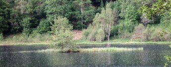 Insel auf dem Sankenbachsee