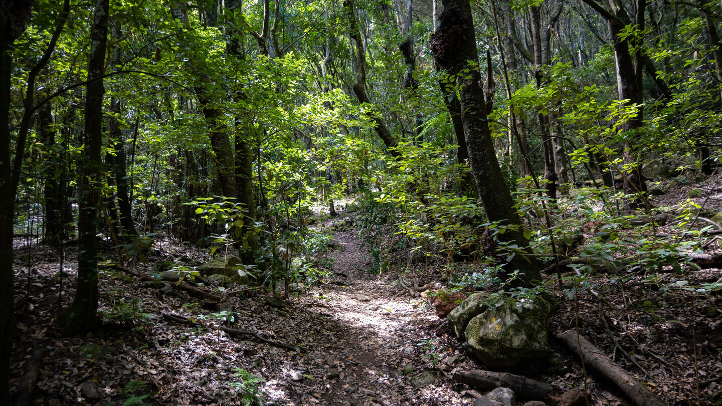 Nebenpfad im immergrünen Lorbeerwald Monte del Agua