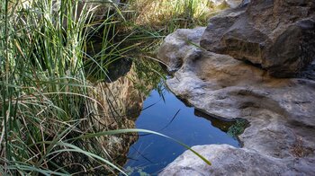 Schilf-Vegetation an der Cascada Bonita oberhalb Soria