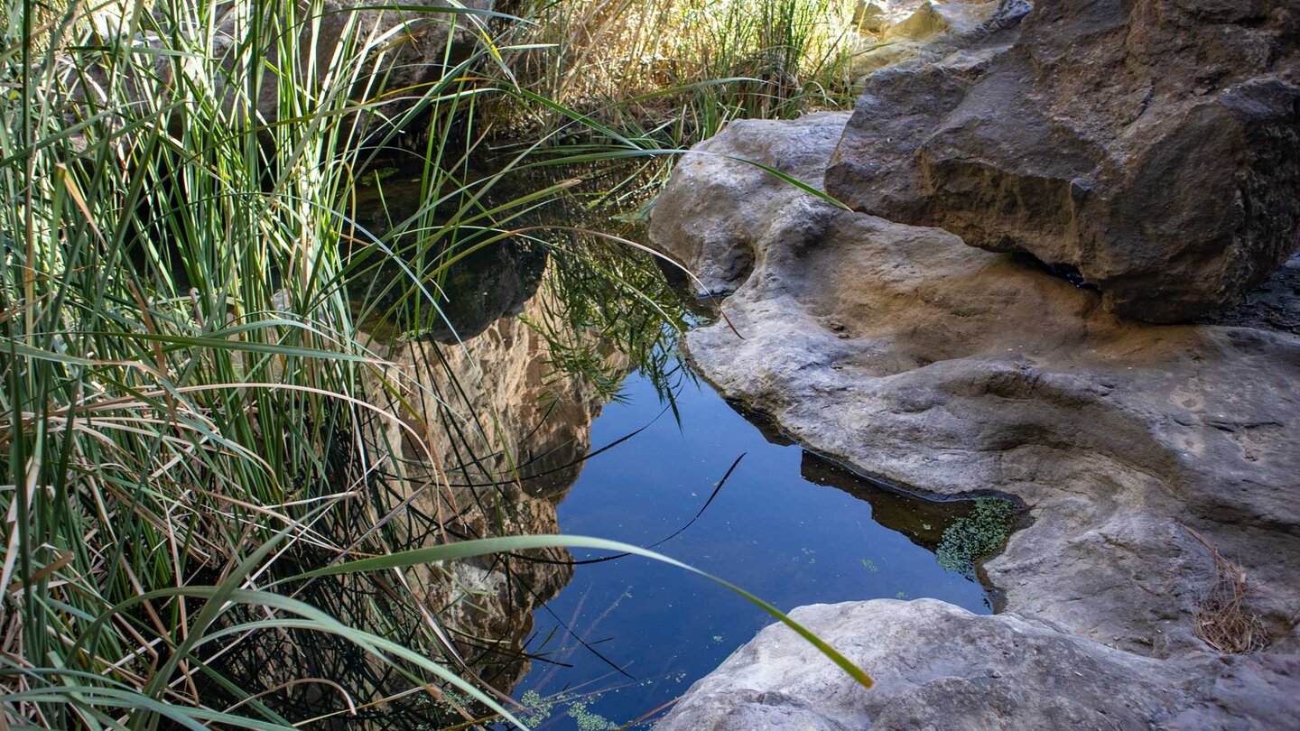 Schilf-Vegetation an der Cascada Bonita oberhalb Soria