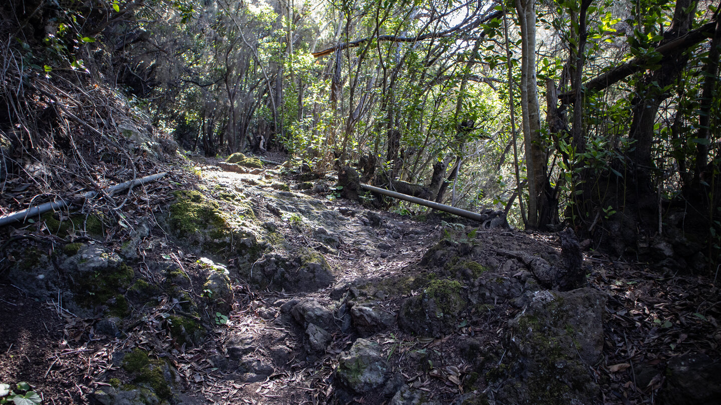 Wanderung durch Baumheide Richtung La Zarza