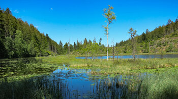 Schwingrasenflächen auf dem Huzenbacher See