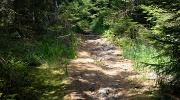 malerischer Wanderweg durch das Kleemiss Hochmoor