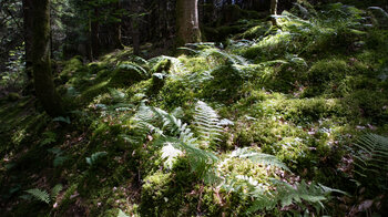 Licht- und Schattenspiel auf Moosen und Farnen