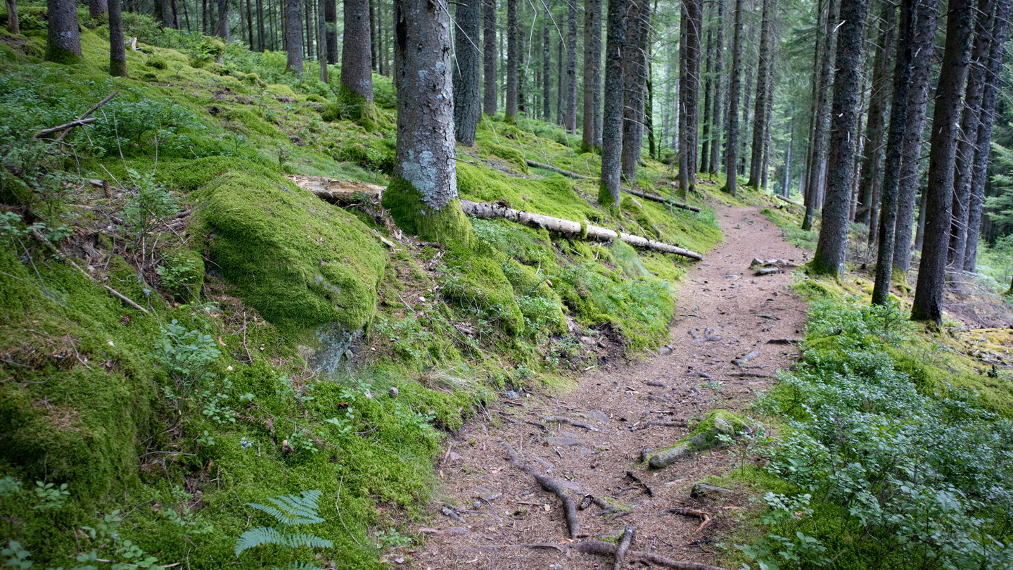 grün bemooster Waldboden am Seensteig-Wanderweg