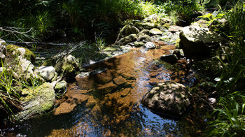 idyllischer Zufluss zum Tonbach