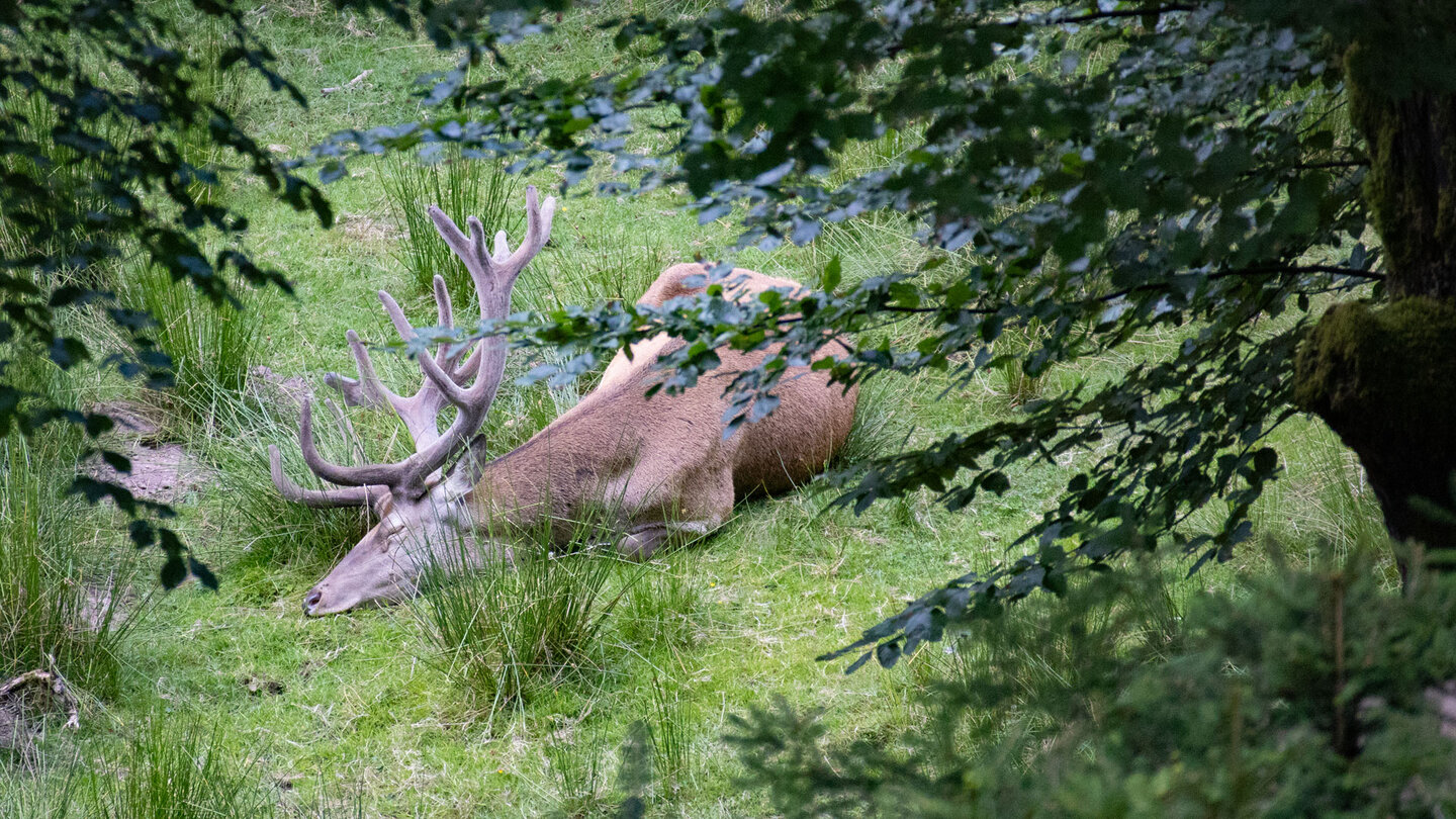 kapitaler Hirsch im Wildgehege