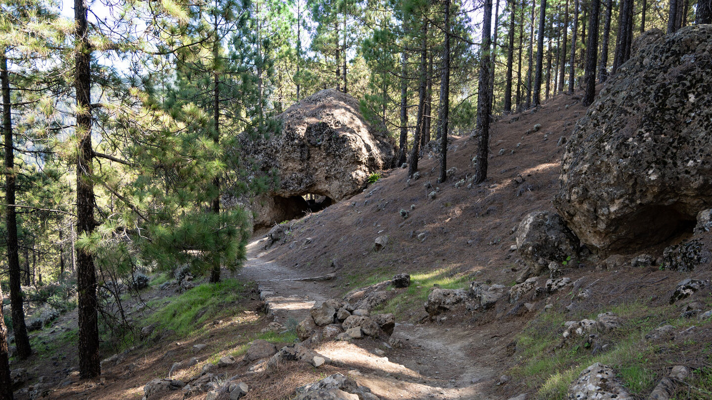 Findlinge im Kiefernwald