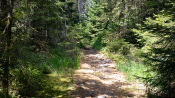 malerische Wanderroute durch den Nadelwald