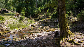 Bachlauf des Tonbach am Rastplatz vor dem Wildgehege