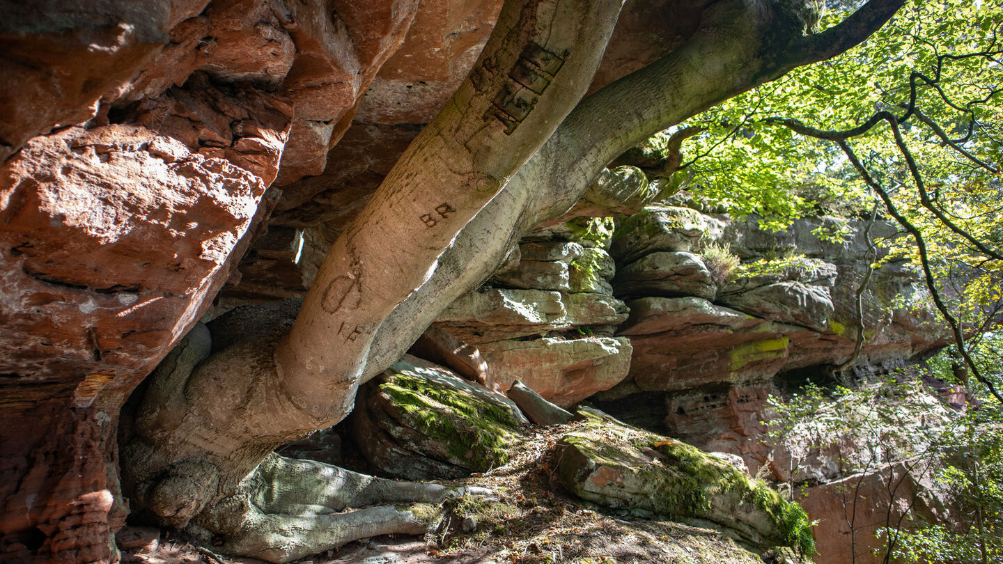 Buchen am zerklüfteten Sandsteinriff Hohle Felsen