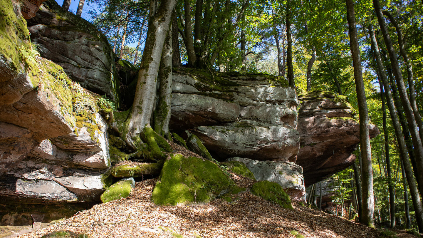 Blick auf die Buntsandsteinkette Hohle Felsen vom Wanderweg