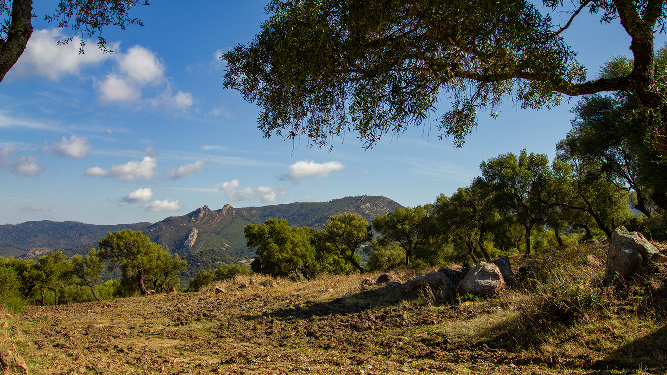 Alcalá de los Gazules liegt im Parque Natural de los Alcornocales | © Sunhikes