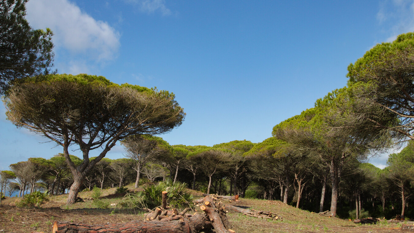 Pinienwälder im Naturpark Marismas del Barbate | © Sunhikes