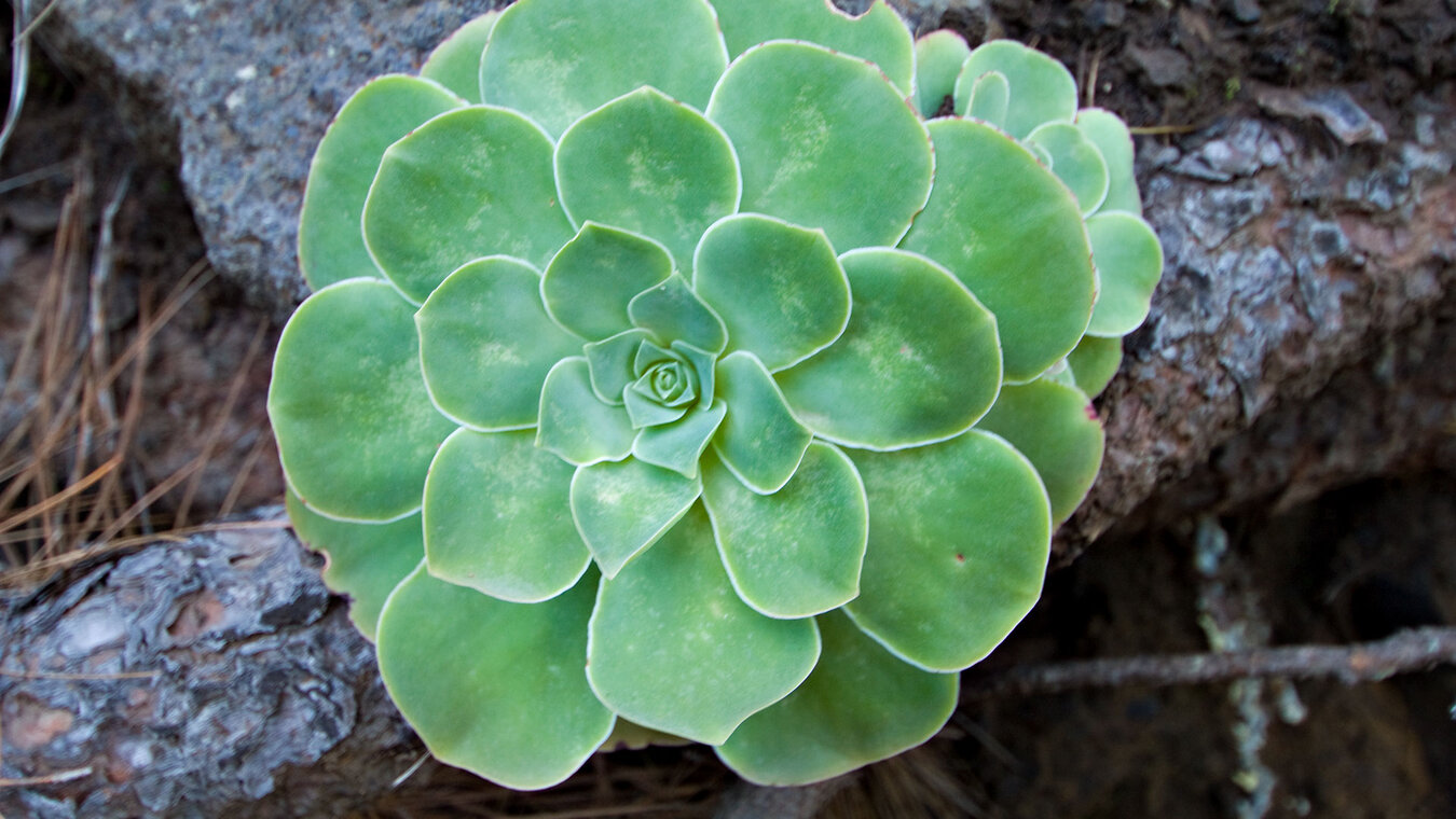 Aeonium-Pflanze von den Kanarischen Inseln | © Sunhikes