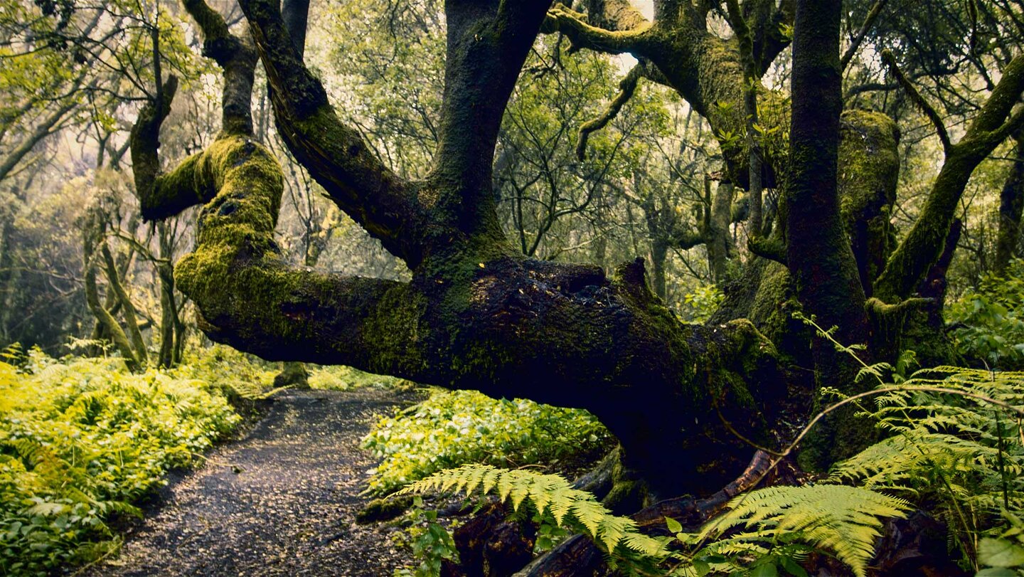 der immergrüne Lorbeerwald El Hierros | © Sunhikes