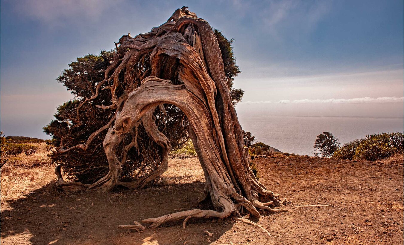 Wacholderbäume El Sabinar in La Dehesa auf El Hierro | © Sunhikes