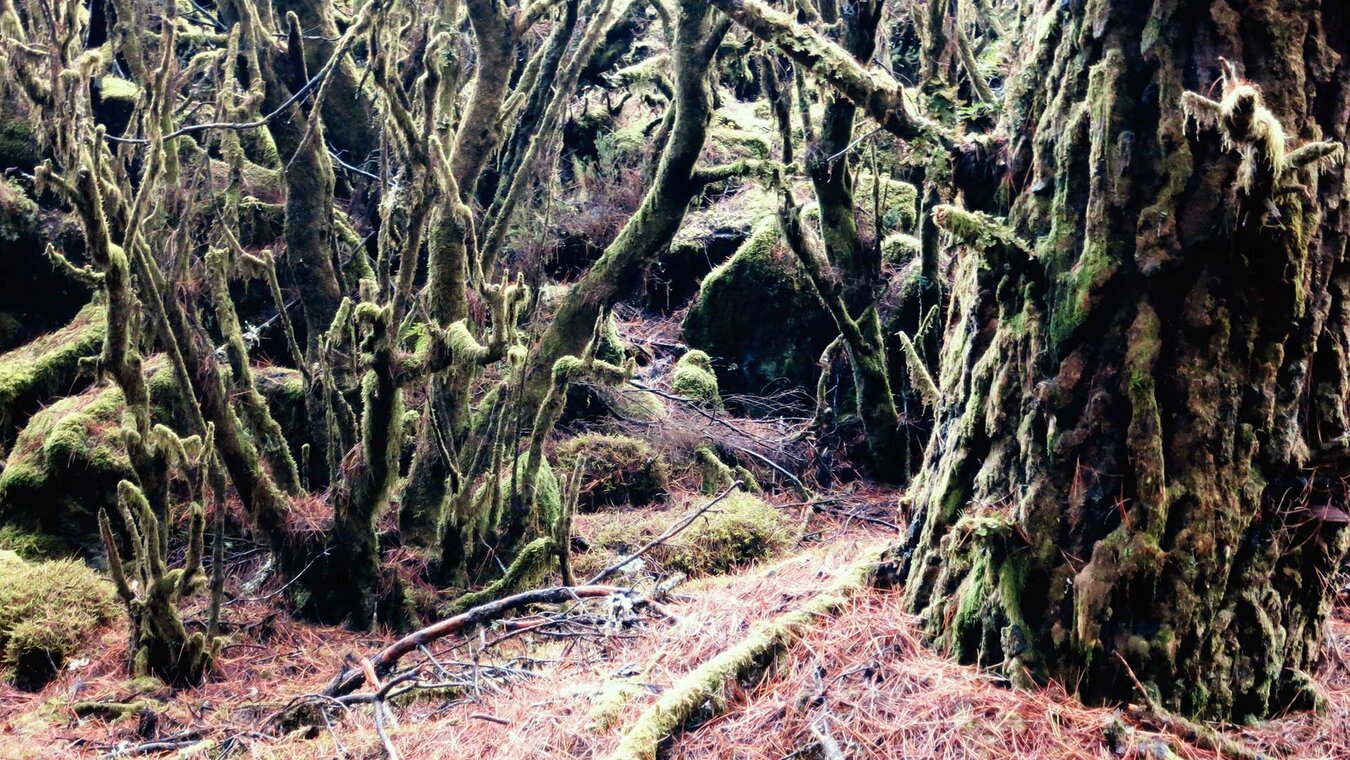 Wälder im Naturschutzgebiet Mencafete auf der Insel El Hierro | © Sunhikes