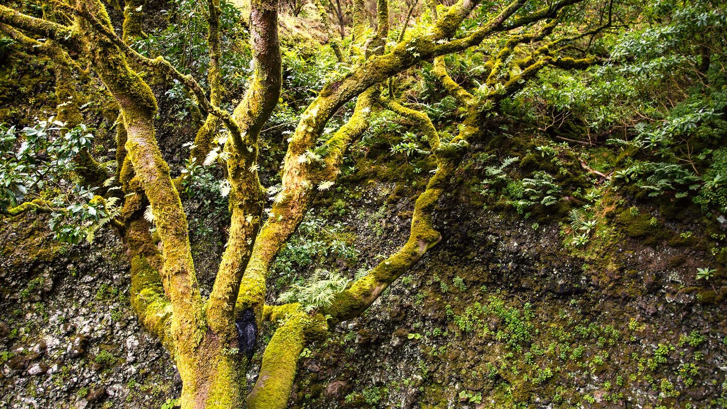 Árbol Santo: heiliger Baum der Ureinwohner El Hierros | © Sunhikes