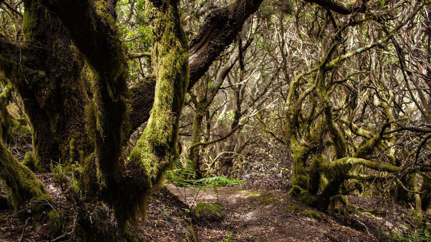 Lorbeerwälder bei La Llanía | © Sunhikes