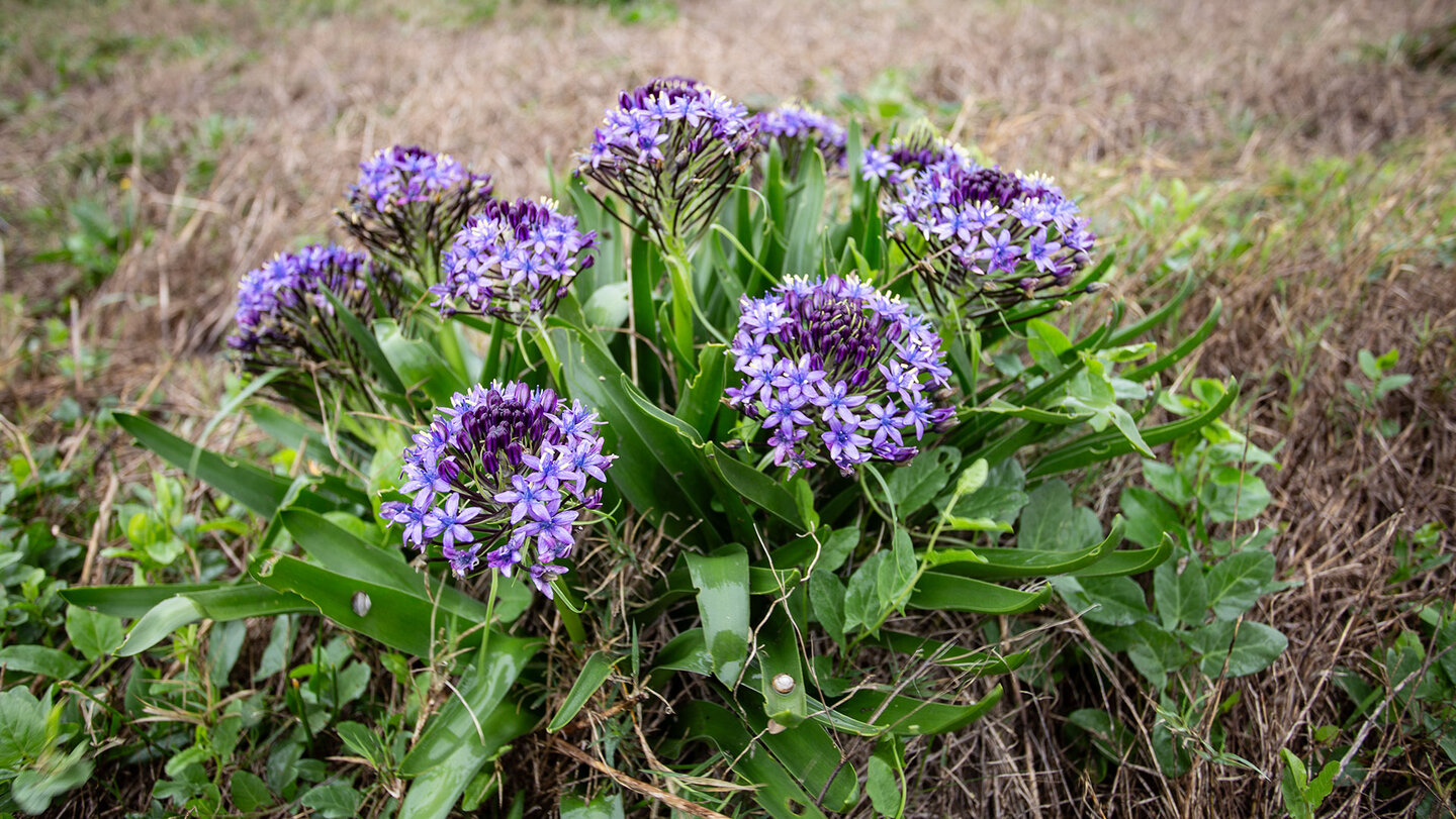 Peruanischer Blaustern | © Sunhikes