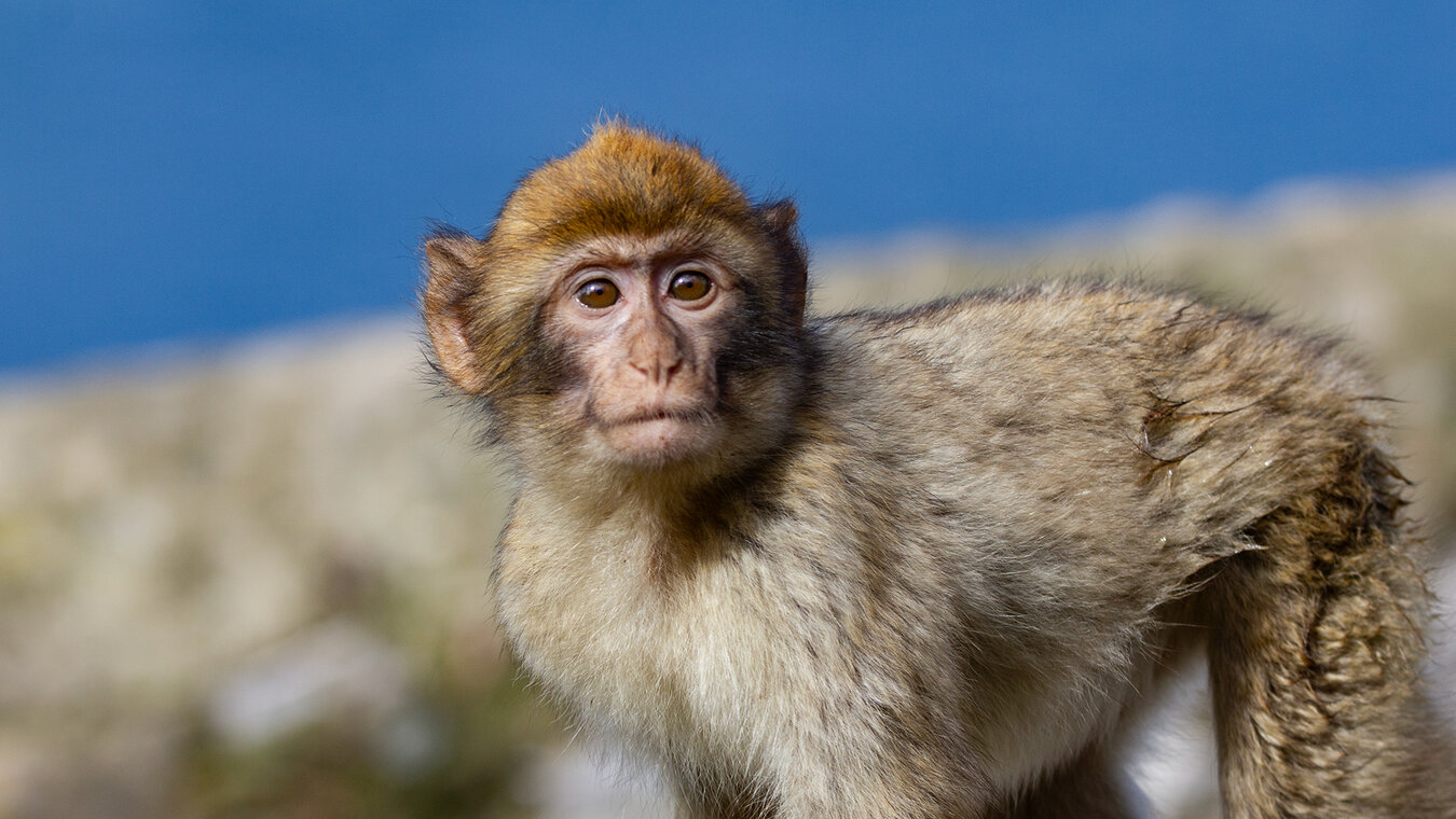 die Affen von Gibraltar | © Sunhikes