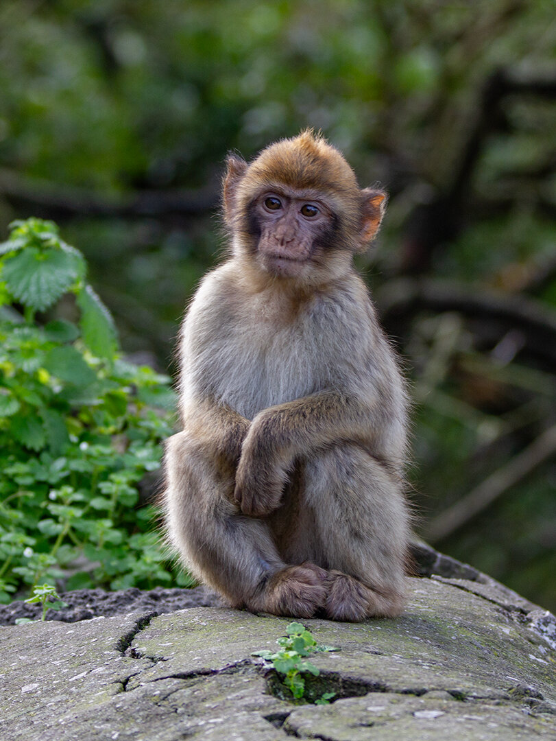 die Affen auf Gibraltar sind ein Highlight | © Sunhikes