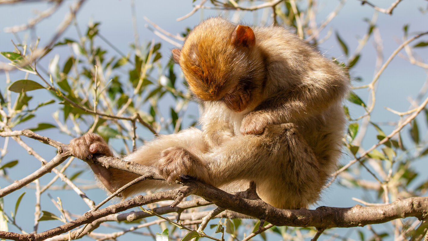 Berberaffe auf Gibraltar | © Sunhikes