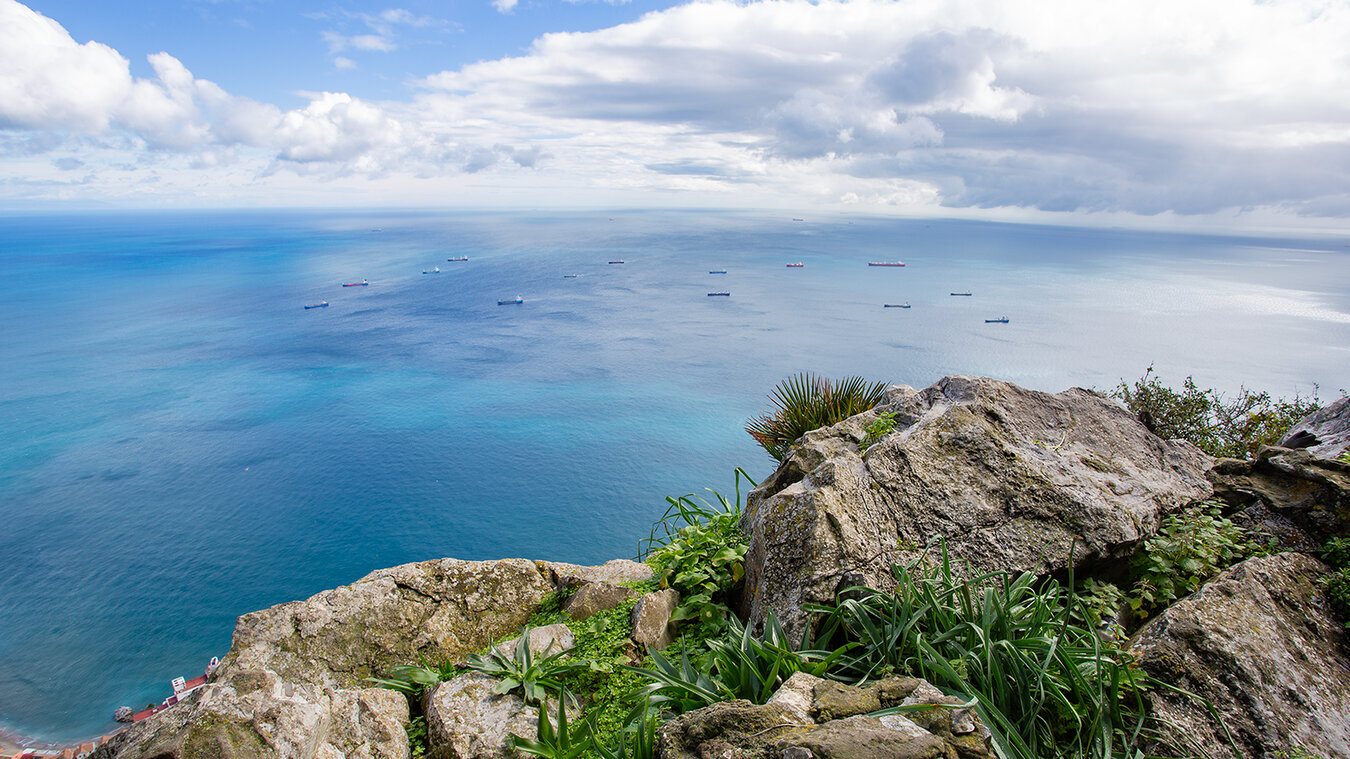 Pflanzenwelt auf dem Felsen von Gibraltar  | © Sunhikes