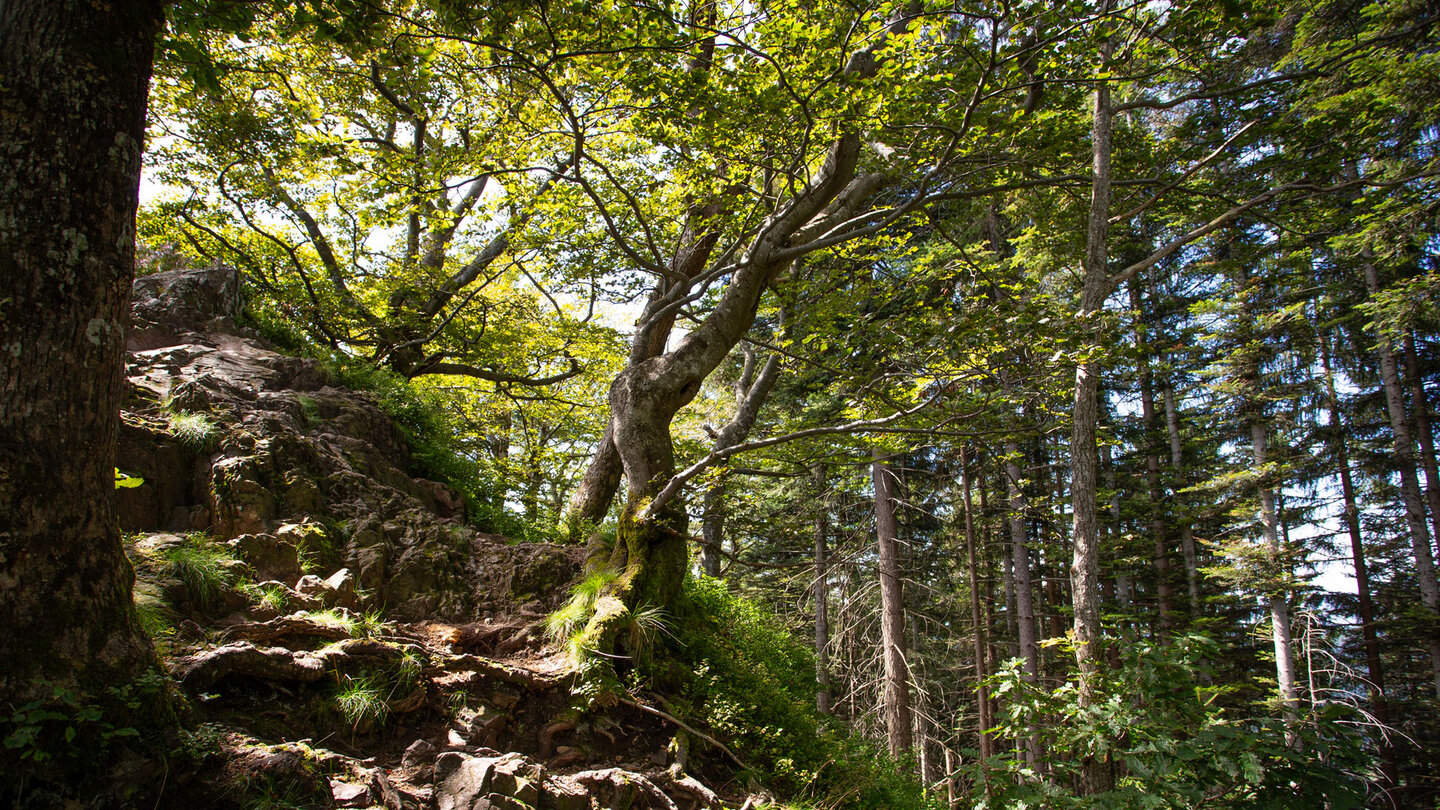 Wanderroute über Fels- und Wurzelpfade beim Karlsruher Grat | © Sunhikes