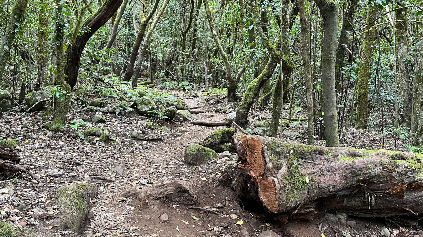 malerischer Wanderweg durch den Lorbeerwald des Nationalpark Garajonay | © Sunhikes