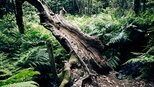 Vegetation im Urwald des Garajonay | © Sunhikes