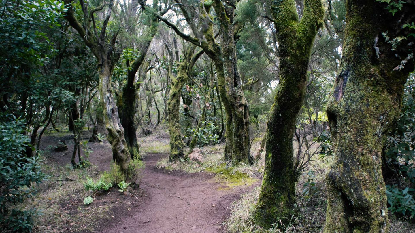 Wanderpfad durch bemooste Bäume am Monte del Agua | © Sunhikes