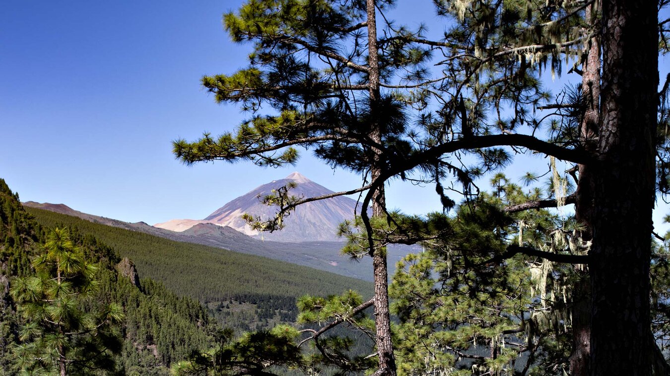 Ausblick zum Teide vom Órganos-Höhenwanderweg  | © Sunhikes