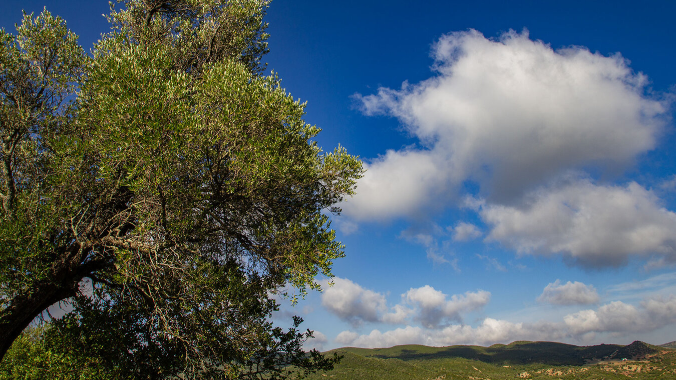 Parque Natural de los Alcornocales | © Sunhikes