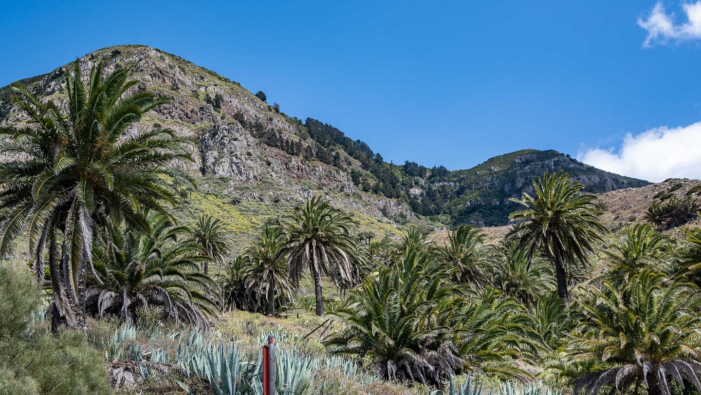 Palmenhaine auf der Wanderroute nach Alojera | © Sunhikes