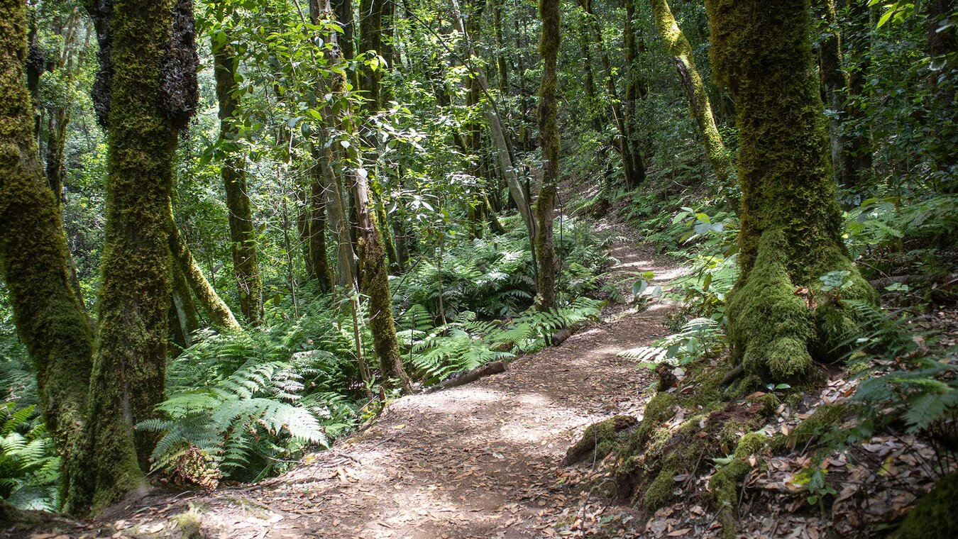 Wanderweg durchs Barranco del Cedro im Garajonay Nationalpark | © Sunhikes