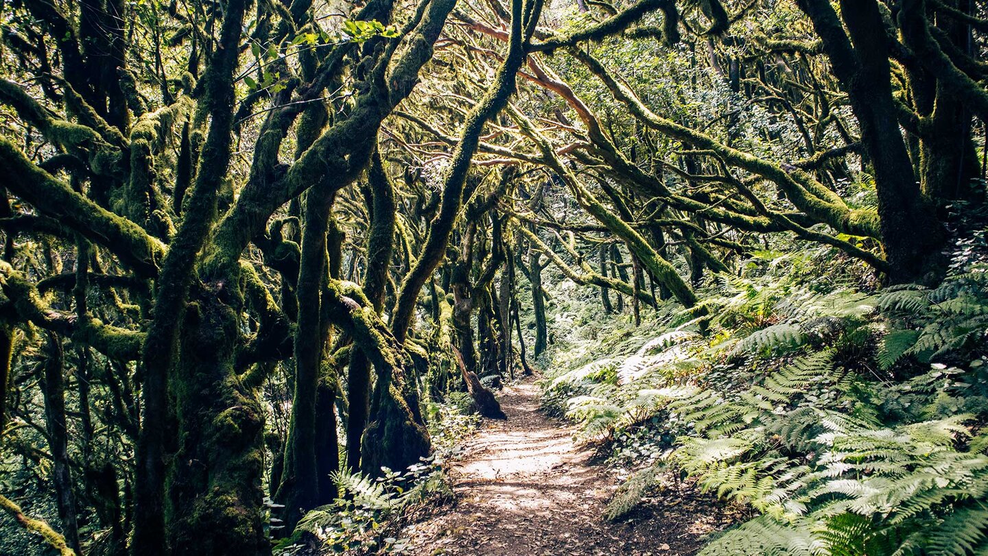 Lorbeerwald im Nationalpark Garajonay | © Sunhikes