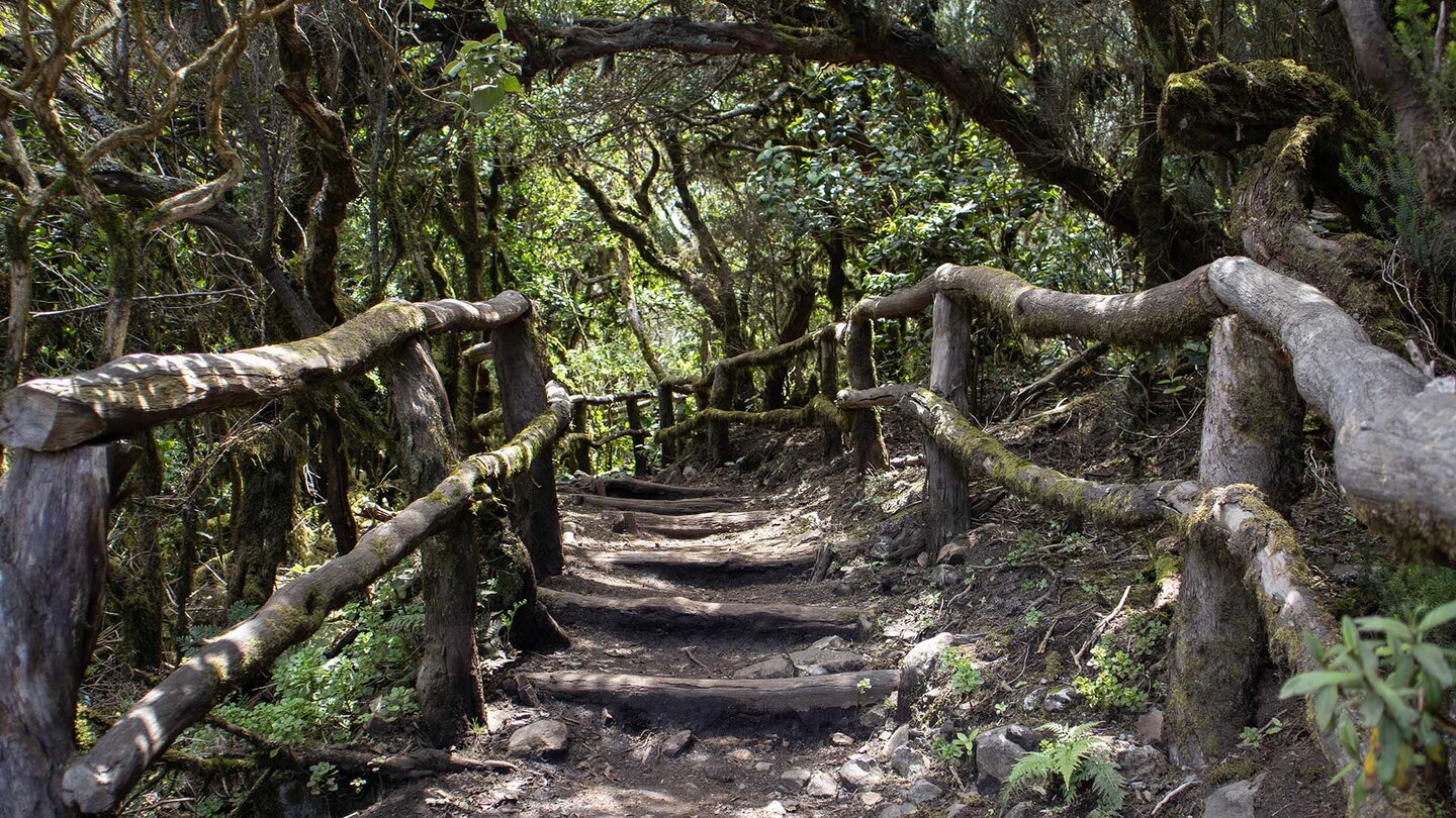 Wanderrouten durch den Garajonay-Nationalpark | © Sunhikes