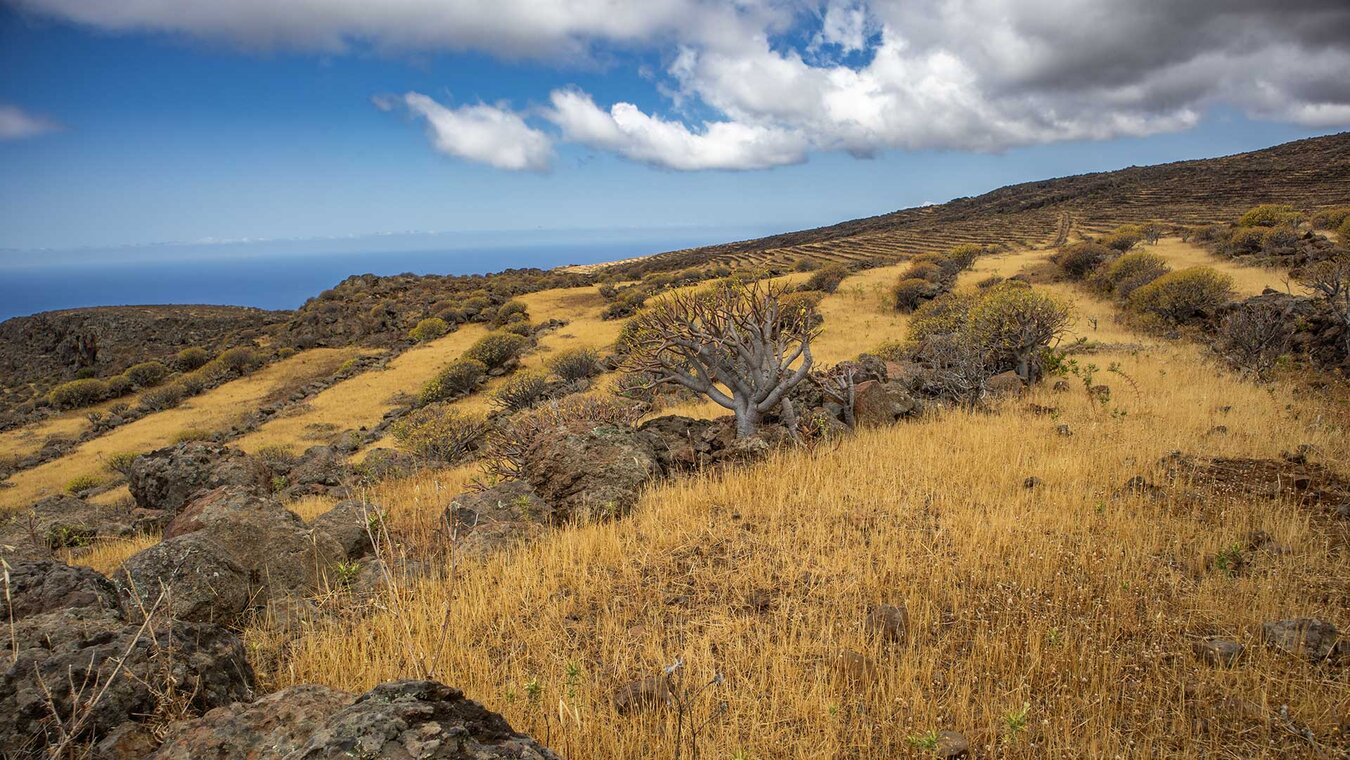 Wanderwege über Terrassenfelder auf La Gomera | © Sunhikes