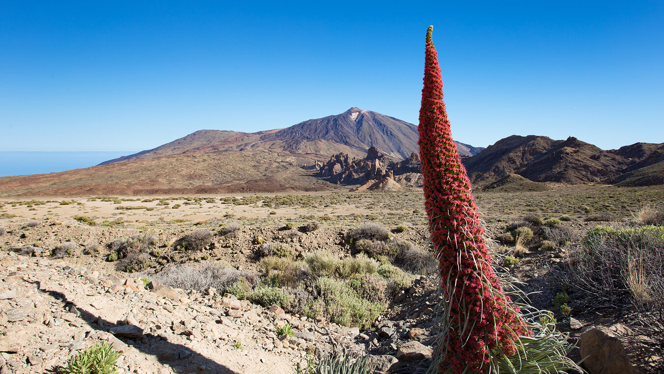 Frühling blühen die Tajinasten im Teide-Nationalpark | © Sunhikes