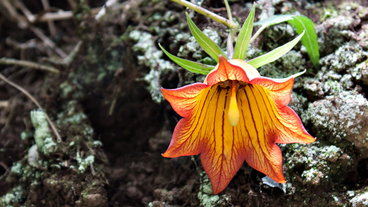 die Kanaren-Glockenblume blüht im Winter im Anaga-Gebirge | © Sunhikes