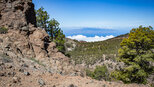 Blick über die Kiefernwälder der Corona Forestal bis La Gomera | © Sunhikes