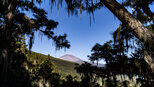 Blick durch den Kiefernwald der Corona Forestal zum Teide | © Sunhikes