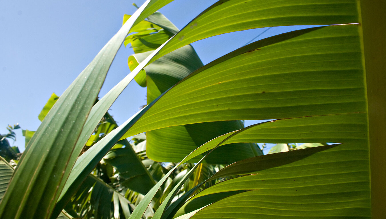 Bananenplantage im Valle de Orotava | © Sunhikes