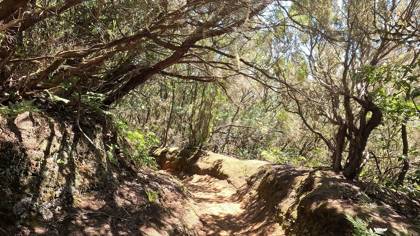 Wanderweg im Lorbeerwald beim Pico del Inglés | © Sunhikes