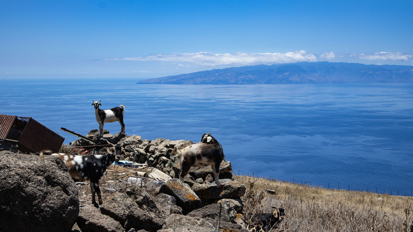 Ziegen mit der Silhouette der Nachbarinsel La Gomera  | © Sunhikes