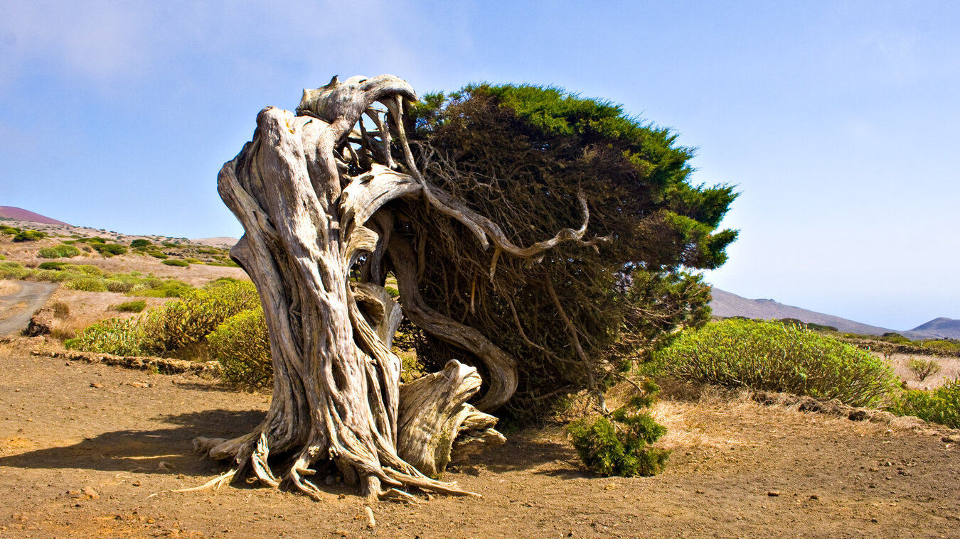 im ständigen Wind geformter Wacholderbaum bei El Sabinar | © Sunhikes